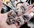 龍婆本虎爪 大師?親手雕刻經文 屬于冠蘭中的極?品